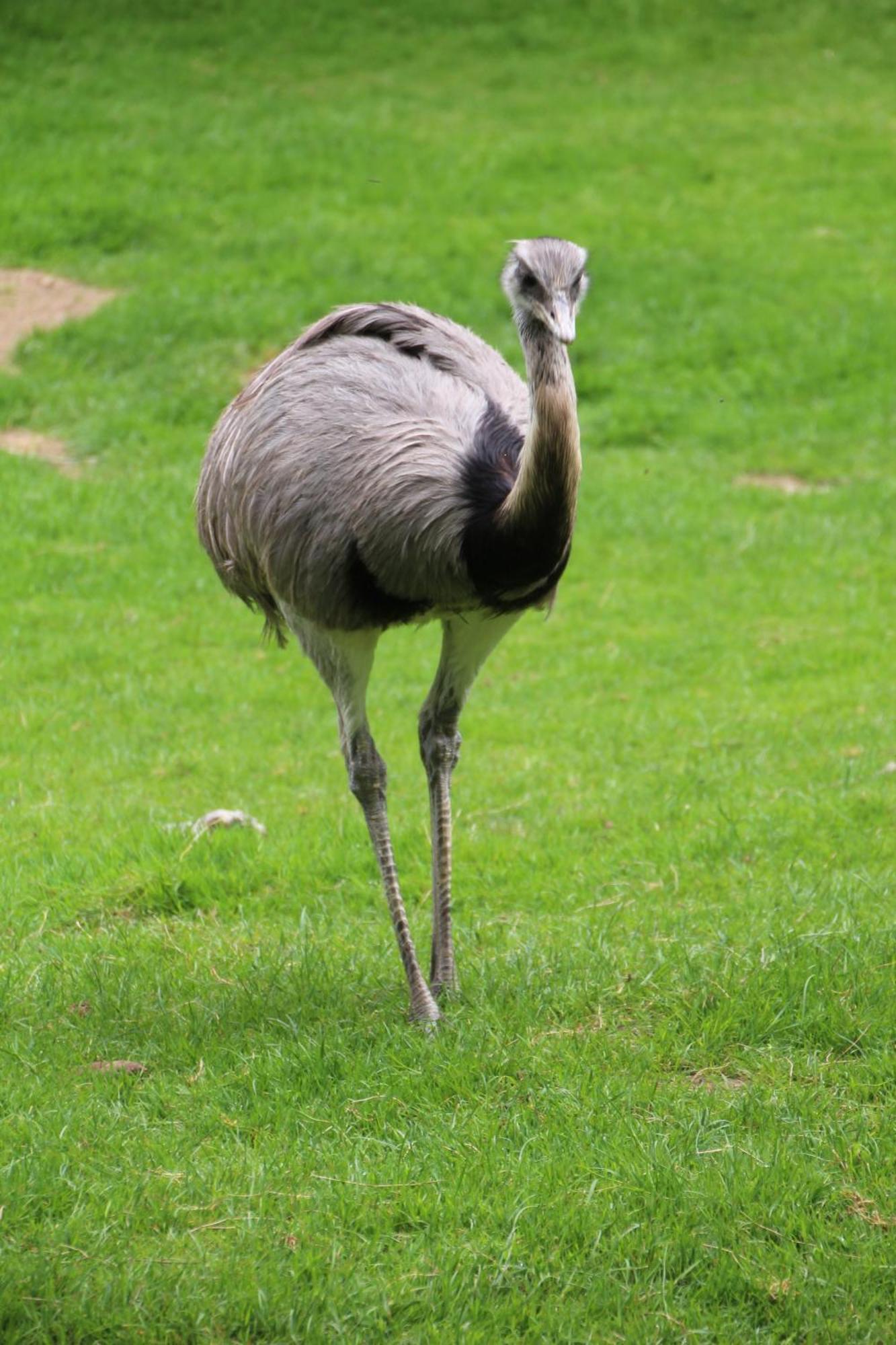 Ibis Budget Lisieux Kültér fotó