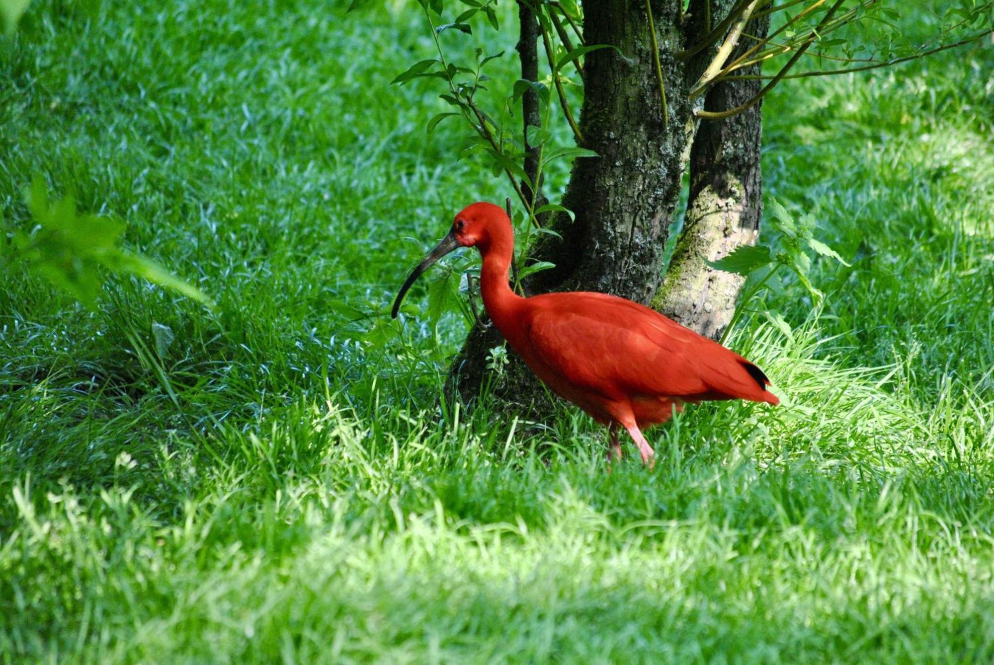 Ibis Budget Lisieux Kültér fotó